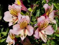 Peruvian-lily (Alstroemeria aurea) plant
