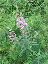 Fireweed