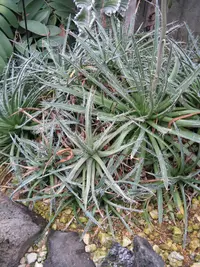 smallflower century plant (Agave parviflora) plant