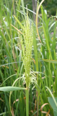 annual wildrice