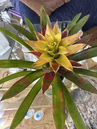 Droophead Tufted Airplant photo by a Botan App user