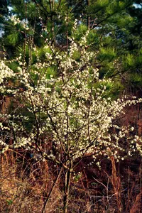 hog plum