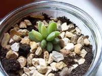 Adromischus schuldtianus (Adromischus schuldtianus) plant
