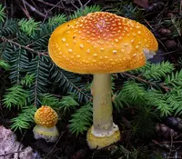 Frost's Amanita