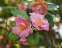 Kanjiro Camellia (Camellia sasanqua) plant