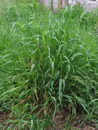 quackgrass Identification Guide