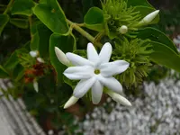 star jasmine