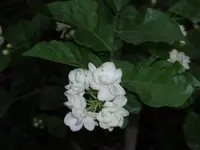Arabian Jasmine