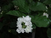 Arabian Jasmine