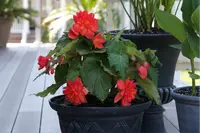 Begonia Dragon Wing® Red in the pot
