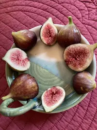Common Fig