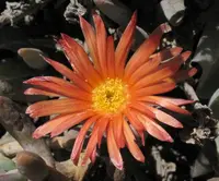 coppery mesemb (Malephora crocea) plant