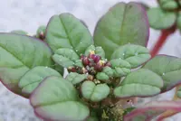 seaside amaranth