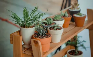 houseplants