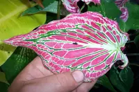 Thai Caladium