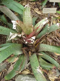 Vriesea vagans