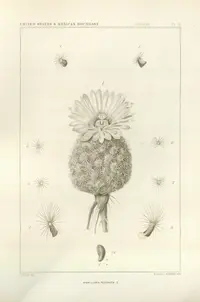 rhinoceros cactus