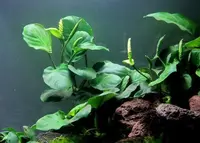 Anubias barteri many leaves