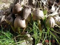 Coprin de Romagnesi (Coprinopsis romagnesiana) plant