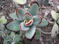 Panda Plant (Kalanchoe tomentosa) plant