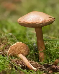 Peppery Bolete