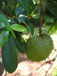 soursop (Annona muricata) plant