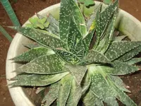 × Gasteraloe
