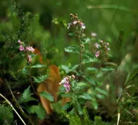wall germander (Teucrium chamaedrys) plant