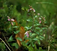 wall germander (Teucrium chamaedrys) plant