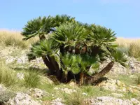 European fan palm