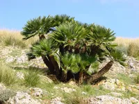 European fan palm