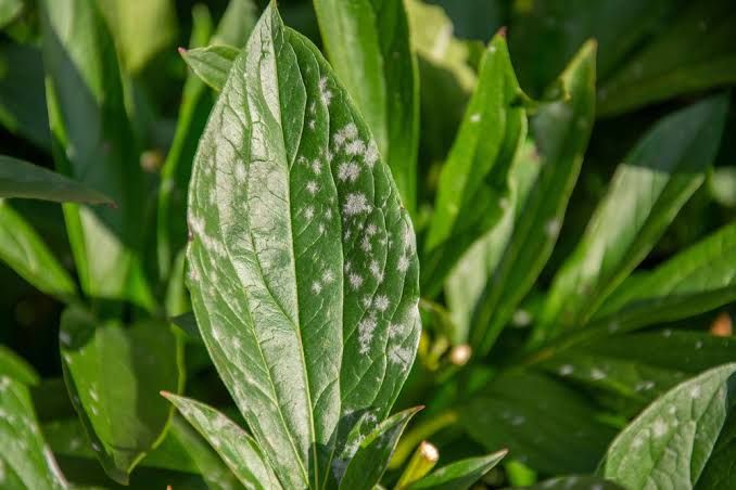 Powdery mildew on a leaf