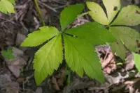 largefruit blacksnakeroot
