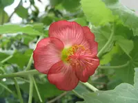 ko'oloa 'ula (Abutilon menziesii) plant