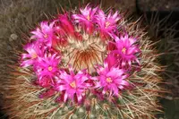 Mammillaria nunezii (Mammillaria nunezii) plant