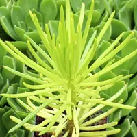 Senecio 'Himalaya' leaves