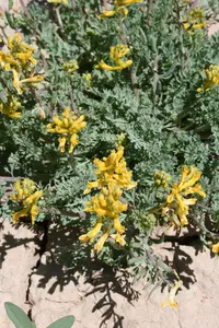 scrambled eggs (Corydalis aurea) plant