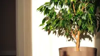 Ficus stem