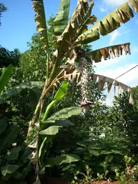 banana