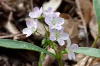 Virginia springbeauty (Claytonia virginica) plant