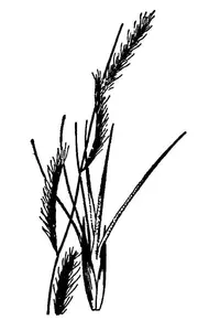 red grama