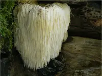 bearded tooth