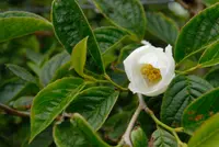 Japanese stewartia