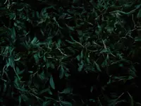 Indian Knotgrass