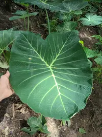 Xanthosoma taioba