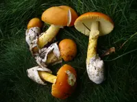 Caesar's mushroom