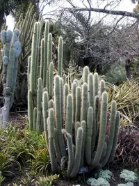 Borzicactus sepium (Borzicactus sepium) plant