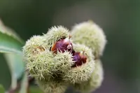 chinquapin