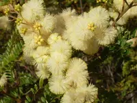 Sunshine Wattle