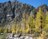 Chinese Larch